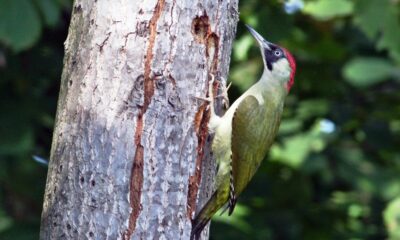 KUŞ TÜR SAYISI 236’YA YÜKSELDİ