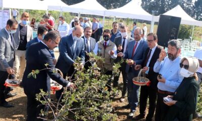 5. ARONYA HASAT ŞENLİĞİ YAPILDI