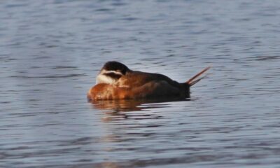 HERSEK LAGÜNÜNDE ‘DİK KUYRUK’ SÜRPRİZİ