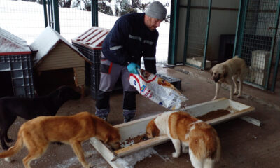 EKİPLER SOKAK HAYVANLARINI UNUTMUYOR