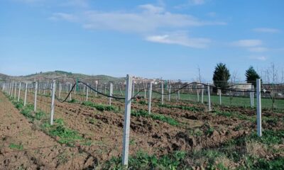 KİVİ EKONOMİSİNE 20 MİLYON TL’LİK KATKI