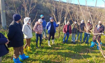 ÇİFTÇİLERE BUDAMA EĞİTİMİ VERİLDİ