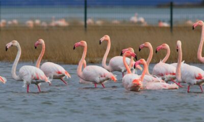 KUŞ TÜRÜ 104’TEN 239’A ÇIKTI