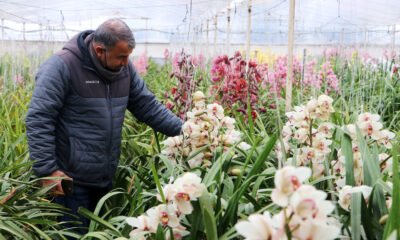 ‘SEVGİLİLER GÜNÜ’ ÇİÇEKLERİ YALOVA’DAN