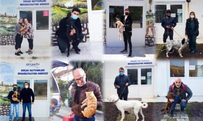 ÇİFTLİKKÖY’DE 62 SOKAK HAYVANI SAHİPLENDİRİLDİ