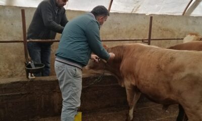 ŞAP VE LSD AŞILAMA KAMPANYASI DEVAM EDİYOR