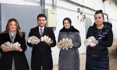 İSTİRİDYE MANTARINI İNCELEDİLER