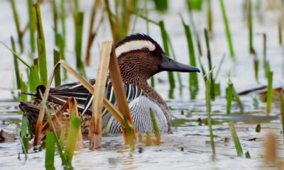BU YILIN İLK ÖRDEĞİ HERSEK LAGÜNÜNDE
