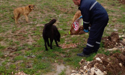 ÇINARCIK’TA SOKAK HAYVANLARI UNUTULMUYOR