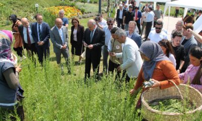 TIBBİ AROMATİK BAHÇEDE İKİNCİ HASAT