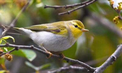 HERSEK’TE, KUŞ TÜR SAYISI 241’E ÇIKTI