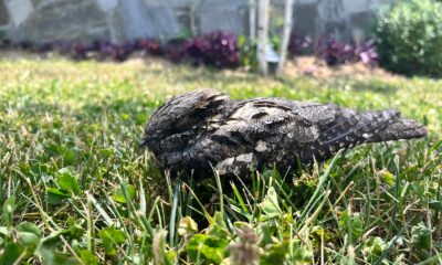 HERSEK LAGÜNÜ ÜREME MERKEZİ GİBİ