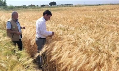 2022 YILI HUBUBAT ALIM FİYATLARI AÇIKLANDI