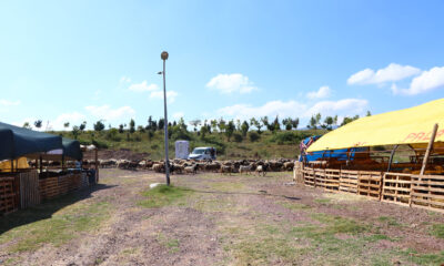 ÇİFTLİKKÖY’DE KURBAN PAZARI BAYRAMA HAZIR