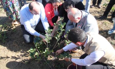 3. ARONYA HASADI İLYASKÖY’DE YAPILDI